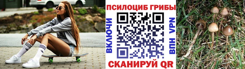 Псилоцибиновые грибы мухоморы  сколько стоит  darknet какой сайт  Моздок 